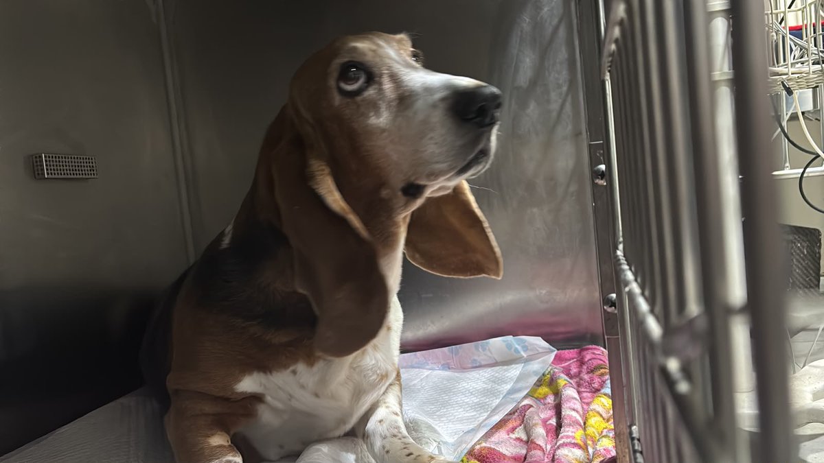 HectorTolmo's tweet photo. Florencia🤎 ya despierta luego de su procedimiento quirurgico❤️‍🩹 seguiremos por la noche monitoreando su evolución✨❤️‍🩹 https://t.co/1LXXzKz9Py