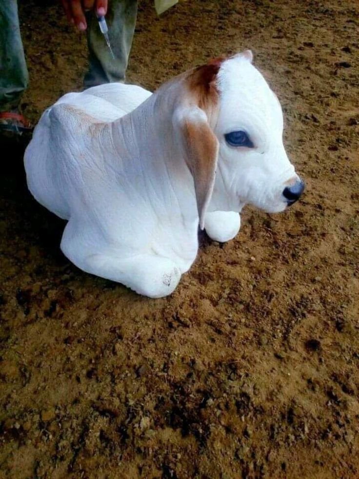 GauPrem's tweet photo. Bhole bhale ladoo ke injection kaise laga sakta hai koi? https://t.co/GrKf5twBkD