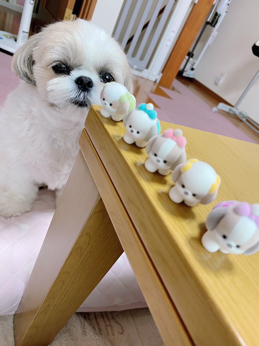 _momo_0710_'s tweet photo. ついに😭❕ゲットしたよおぱんつシーズーちゃんず😭😭😭💖💖🐶🐶 https://t.co/Ya74KYFDyh