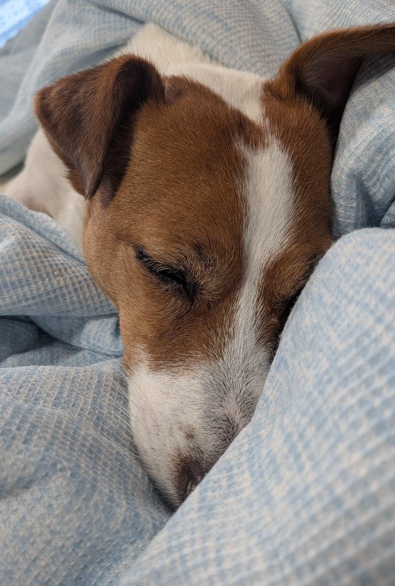 pepenoa220's tweet photo. 捨てる予定の布団にスヤスヤ🐶💤
こりゃ、布団君の引退を撤回せねばならんな🙄

#ジャックラッセルテリア
#犬のいる暮らし https://t.co/G1PWsiIhBC