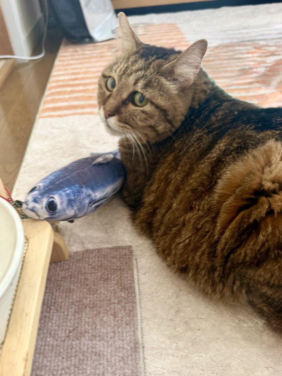 tonbomaki's tweet photo. このイノセントな背中を守るために
俺ぁ今日も明日も明後日も大切に生きる
#猫がいる幸せ https://t.co/jelOf3cZTW