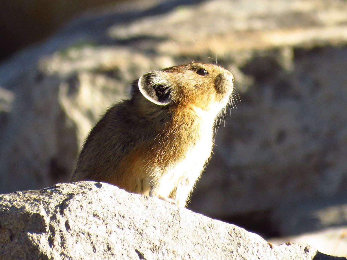 visitmtrainier's tweet photo. This lil cutie, this small herbivorous mammal is related to rabbits and hares. Learn more about these animals at Mt. Rainier National Park here: https://t.co/KWkLFrUBtL #watchablewildlife https://t.co/Kx5pZrRvNk