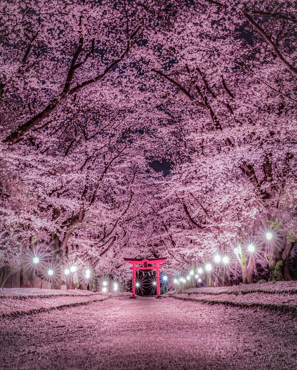 YRaja10091's tweet photo. Lost in a pink dream. 🌸 https://t.co/MeXRNH7cBh