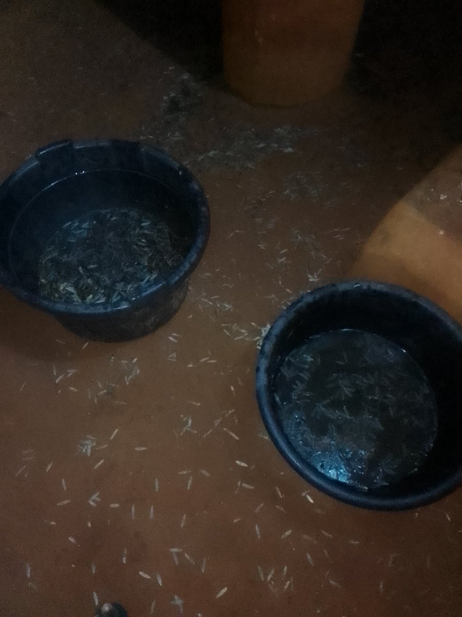 NeonKatanarip's tweet photo. I don rush go gather termite by 2am make hunger no come kill pesin.

At least morning food don sure https://t.co/9eaumrIIc0