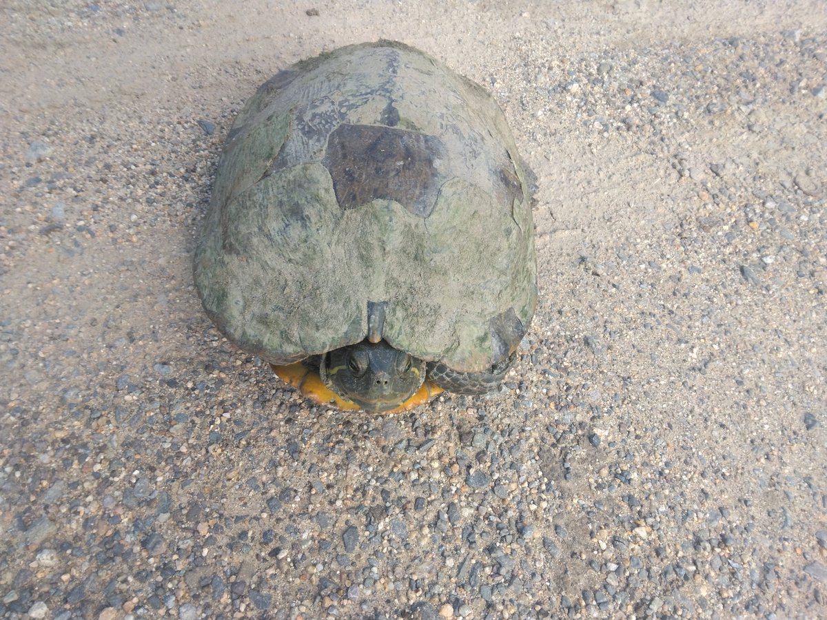 TACTECH_Kagawa's tweet photo. 🐢【本日のかわいいお客様】🐢

先日、タクテックの敷地内に亀が遊びに来てくれました😊

タクテックは香川県の本津川の近くに位置しており、自然を身近に感じられ���環境です。 季節ごとにさまざまな自然の表情が見られ、時にはこんなかわいいお客様が訪れることもあります✨ https://t.co/bYbFzkh1XN