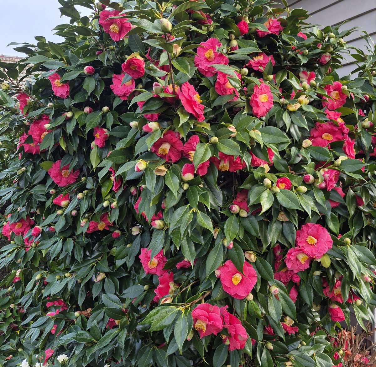 StuartWilliams_'s tweet photo. Camellia japonica 'The Czar' in Dad's garden https://t.co/XNhlpJFGWE