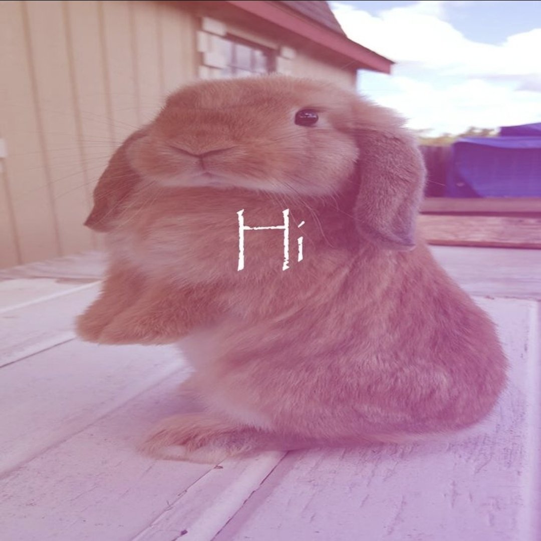 Snailington_'s tweet photo. I wish i just ran a little farm with lots of bunnies and fed them and loved them and cuddled themn🐰💗🐰💗🐰💗🐰💗🐰💗🐰 https://t.co/Rjtjh9iotQ