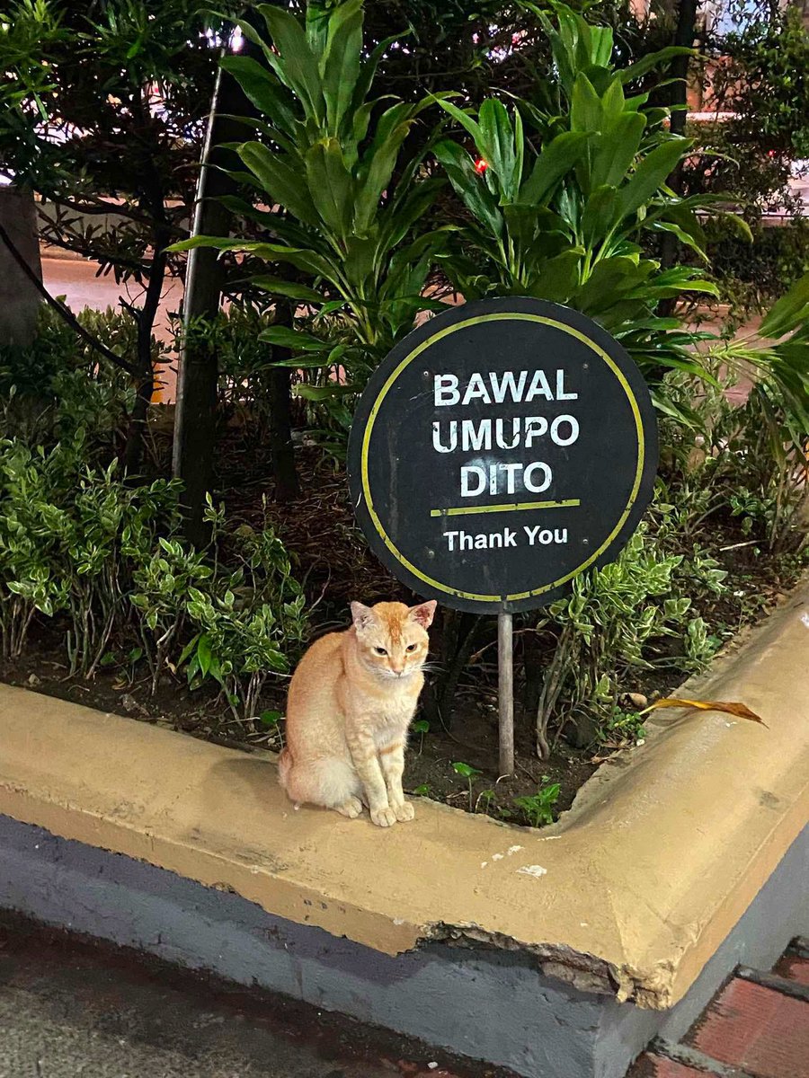 mga pusa sa daan tweet media