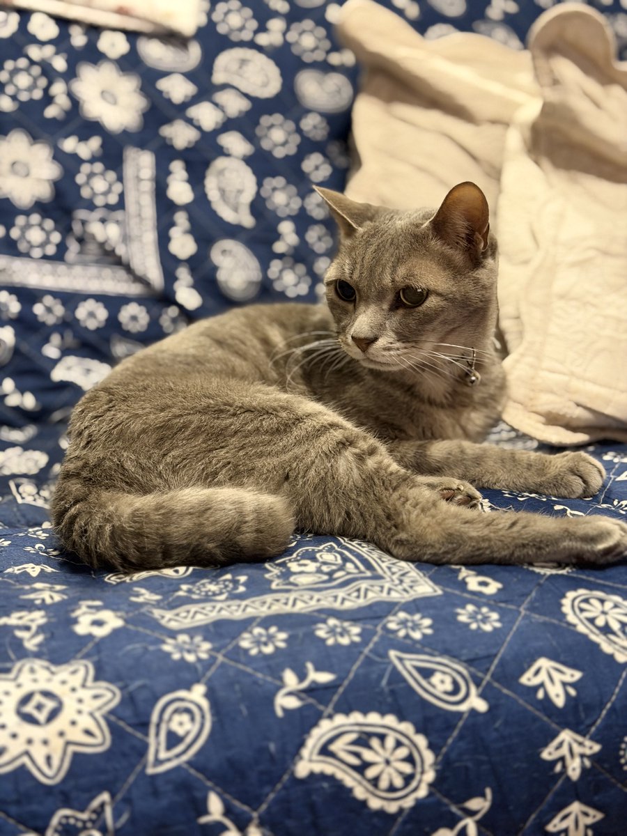 bokarukun's tweet photo. 実家でした
なんかちょいちょいは帰ってるけど長期滞在は久々だったから色々ゆっくりできた https://t.co/1PyWumDK55