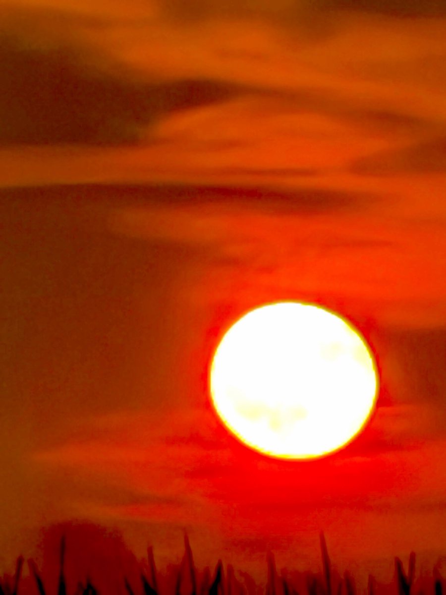 Flawwed1Art's tweet photo. Good night from the farm. Including some shots of the blood moon tonight. The air is filled with crickets chirping and frogs croaking as the Night Shift begins for the indigenous creatures of the farm. I hope you enjoy scene I’ve set.
#Karvan #Caravan #StarForge https://t.co/JzibGjkvhg