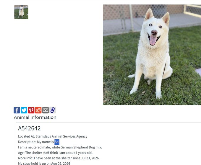 KazioNFA's tweet photo. This dog called "Sol" will be killed!!!! 

at a California shelter after being red-listed only seven days after arriving  

(donations go to the Humane Society of Stanislaus County not the shelter because the Humane Society is an independent nonprofit that funds local medical care, shelter support and adoptions rather than the agency that placed Sol on the red list)

https://t.co/2D1srg4NL6

https://t.co/yRLZmjNNK7