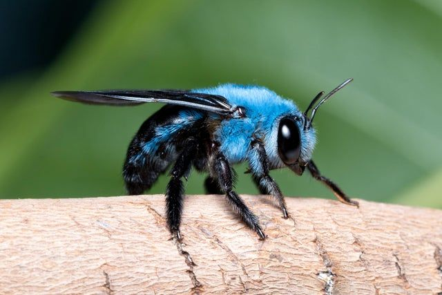 H_I_V_E_Queen's tweet photo. Nobody told me there were blue bees!

Look at how cute they are! https://t.co/eipoISTqhj