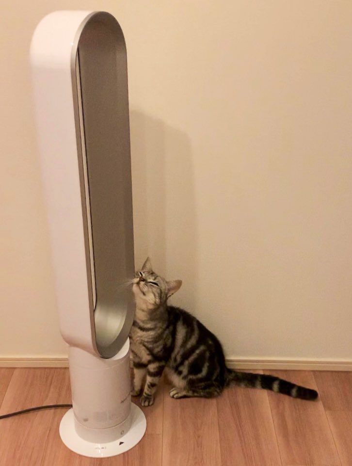 cat_anko3's tweet photo. 扇風機の電源OFFにしたらスリスリして風だそうとしてる🤭 https://t.co/XIDdBjUgrO
