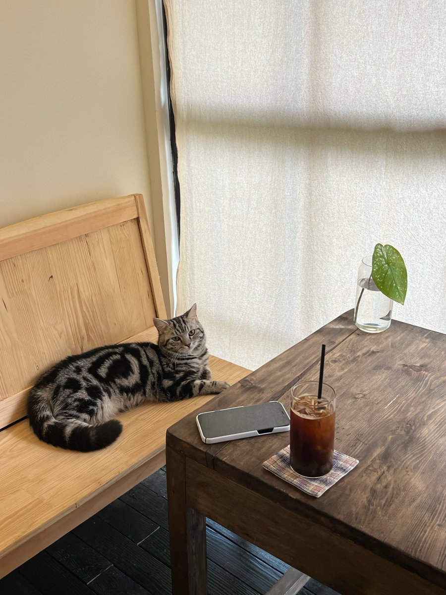 benoit_chr79536's tweet photo. Cozy Sunday morning vibes—sipping warm coffee while the sun streams through the window, my cat curled up on the couch right next to me. Perfect little quiet moment at home.， https://t.co/gtqjyJudn6