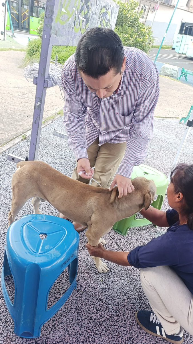 mariselazuiga1's tweet photo. ¡3 de 3! 

Este día terminamos nuestra primer jornada de vacunación antirrábica y desparasitación del mes de Julio en la Colonia Buenavista

Con más de 100 perritos y gatitos vacunados, consolidamos un modelo de bienestar animal en nuestra hermosa alcaldía Iztapalapa 

Mantente al pendiente porque escuchando a las vecinas y los vecinos estamos preparando una nueva jornada pero ahora de esterilización a bajo costo. 

#Iztapalapa #orgullodelatransformacion