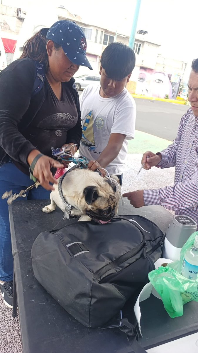 mariselazuiga1's tweet photo. ¡3 de 3! 

Este día terminamos nuestra primer jornada de vacunación antirrábica y desparasitación del mes de Julio en la Colonia Buenavista

Con más de 100 perritos y gatitos vacunados, consolidamos un modelo de bienestar animal en nuestra hermosa alcaldía Iztapalapa 

Mantente al pendiente porque escuchando a las vecinas y los vecinos estamos preparando una nueva jornada pero ahora de esterilización a bajo costo. 

#Iztapalapa #orgullodelatransformacion