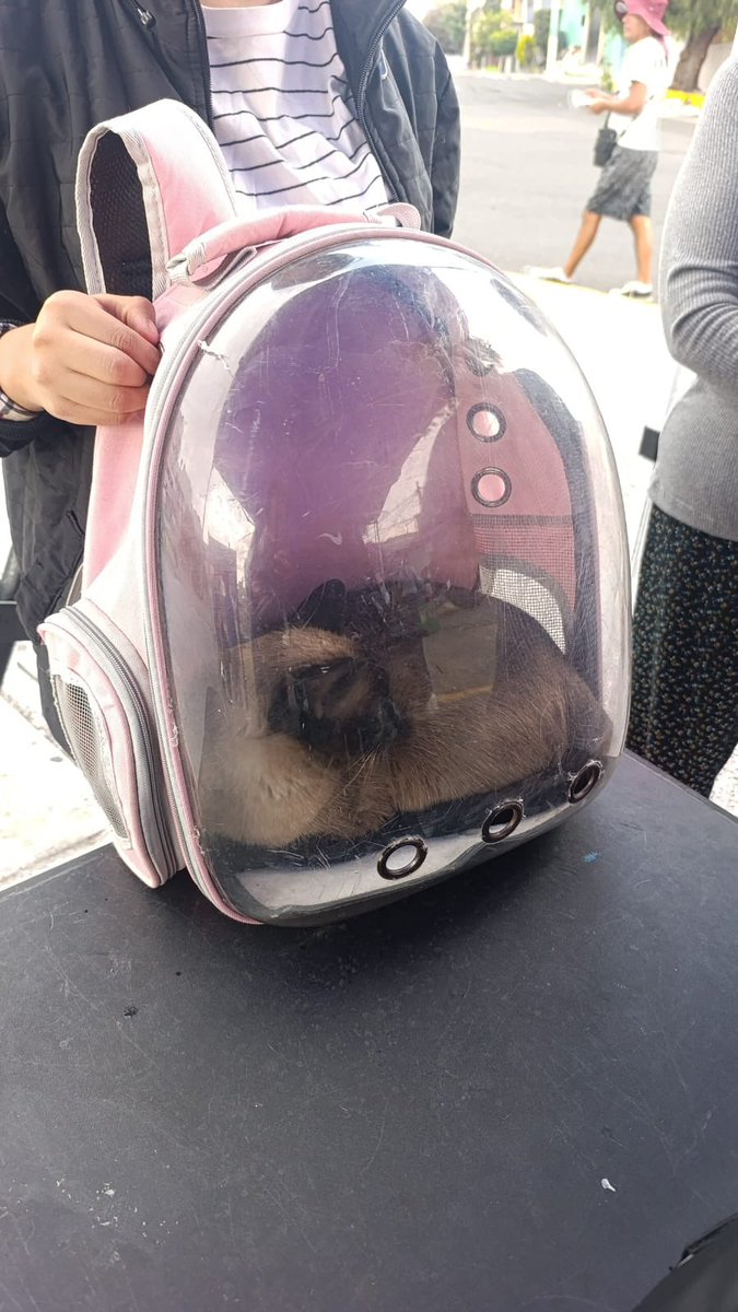 mariselazuiga1's tweet photo. ¡3 de 3! 

Este día terminamos nuestra primer jornada de vacunación antirrábica y desparasitación del mes de Julio en la Colonia Buenavista

Con más de 100 perritos y gatitos vacunados, consolidamos un modelo de bienestar animal en nuestra hermosa alcaldía Iztapalapa 

Mantente al pendiente porque escuchando a las vecinas y los vecinos estamos preparando una nueva jornada pero ahora de esterilización a bajo costo. 

#Iztapalapa #orgullodelatransformacion