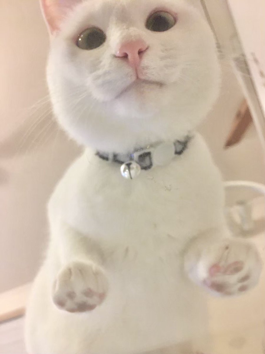 neko_shoku's tweet photo. 見下ろされるのも悪くない（良い） https://t.co/GITUk7gLBg