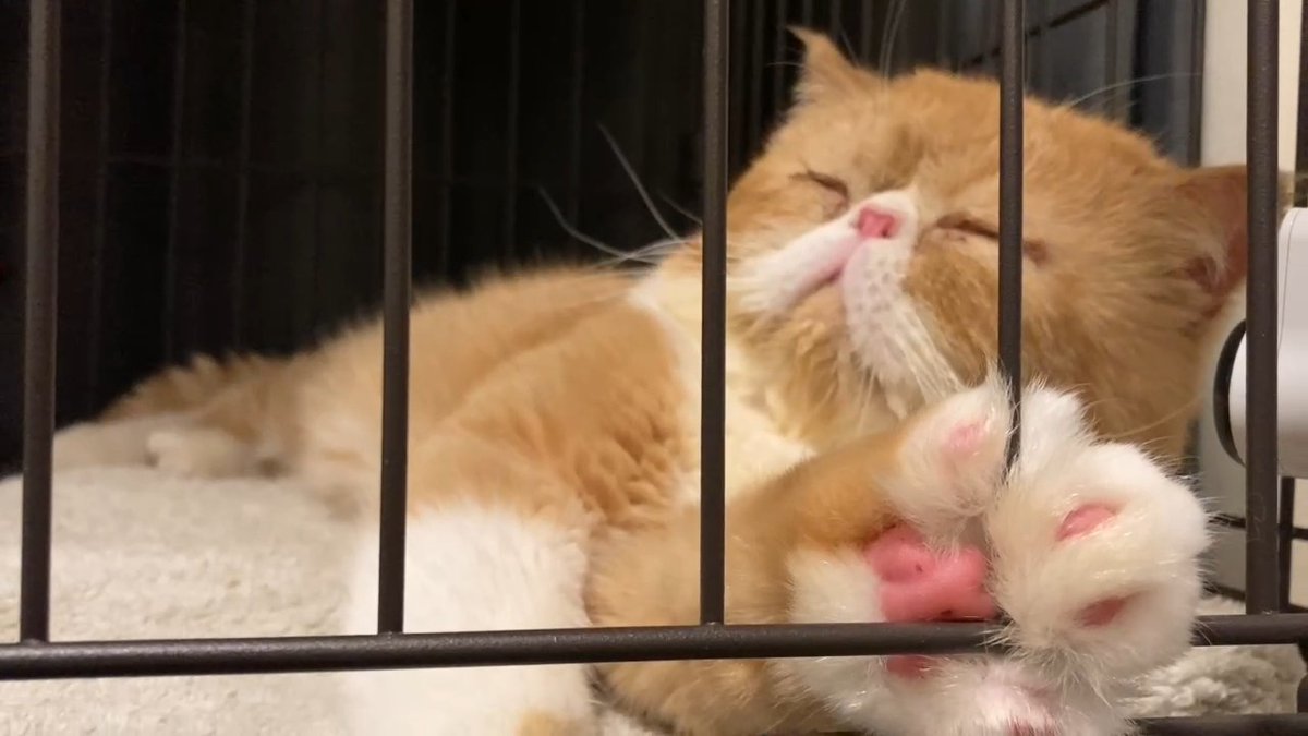 nittele_ntv's tweet photo. ⋰
激かわ保護猫に
猪俣周杜(timelesz)が急接近!?
⋱

何に対しても全力で取り組む猪俣が
おもちゃやおやつを駆使しながら
"ニャオハ"とふれあおうと大奮闘！

果たして"ニャオハ"は初対面の人間相手に
どんな反応を見せるのか!?

📢今夜7時
『#嗚呼みんなの動物園 2時間SP』
https://t.co/3778TchFdt https://t.co/7peHRgWSrm