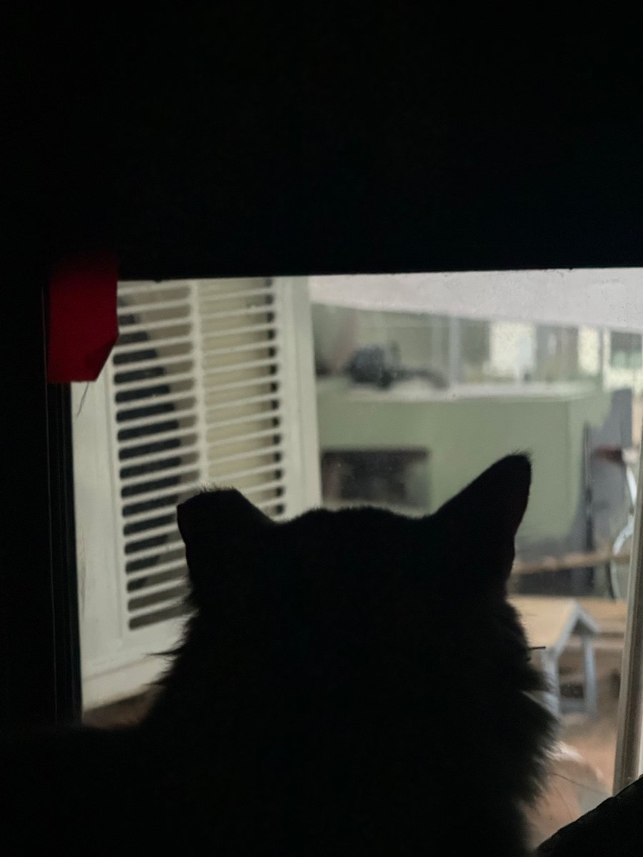 kyleekayoss's tweet photo. Can’t believe he was missing 7 months. He got his ear clipped during his life in the streets bc he was considered feral. The cats still tell the story of Gangster Bones https://t.co/HIQ76loVaY