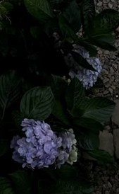 anir1004's tweet photo. my cat pretended not to hear me calling and i can't even be mad. 🍜 https://t.co/UtYUl4sCiv