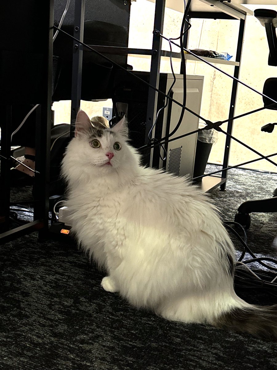studio_bicolor's tweet photo. 【#会長日記】

こんにちは🐈

本日は、デスクの下で何かを「じーーーーっ」と凝視している会長をキャッチ📸

目を見開いて一体何を見つめているのでしょうか…… なんとも言えないキョトンとしたお顔がシュールで可愛すぎます🤭
何か気になるものでもあったのか、しばらくこの姿勢のまま固まっていた会長でした🐾

Hello everyone! 🌞

Today, we caught our Chairman staring INTENSELY at something under the desk! 📸

With his eyes wide open, what on earth could he be looking at...? His bewildered, frozen expression is just too funny and cute 🤭 He stayed completely frozen in this position for quite a while—maybe he spotted something intriguing! 🐾

＃スタジオバイカラー　#アニメ制作
#StudioBicolor #AnimeStudio #CatCEO #OfficeCat #Cat  #AnimeProduction
 #猫 #ねこ