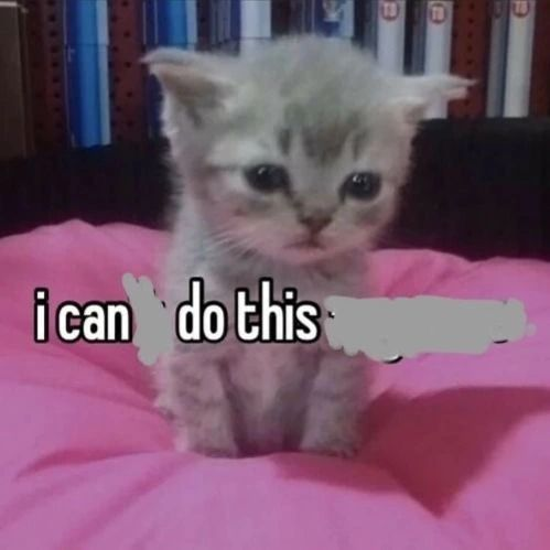 PunchingCat's tweet photo. https://t.co/lNHI7AMLyD