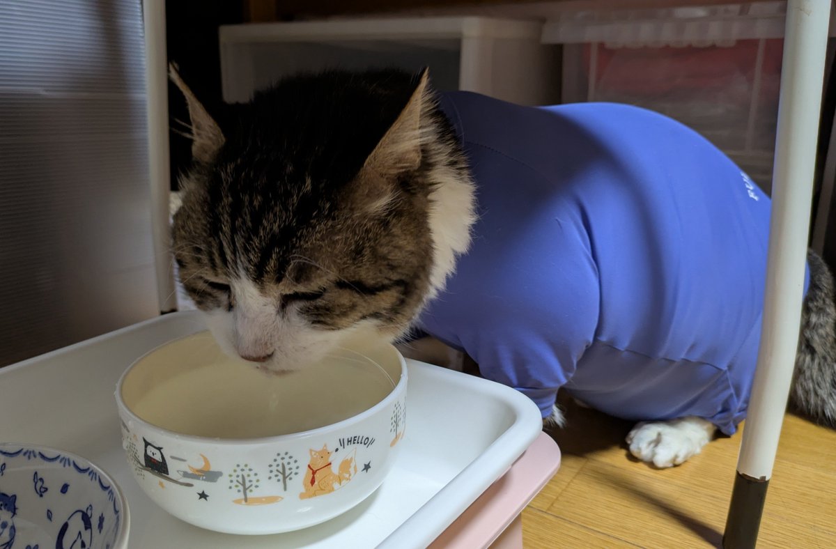 absn222's tweet photo. 水を飲むあぶさん https://t.co/jsNYEpRY29