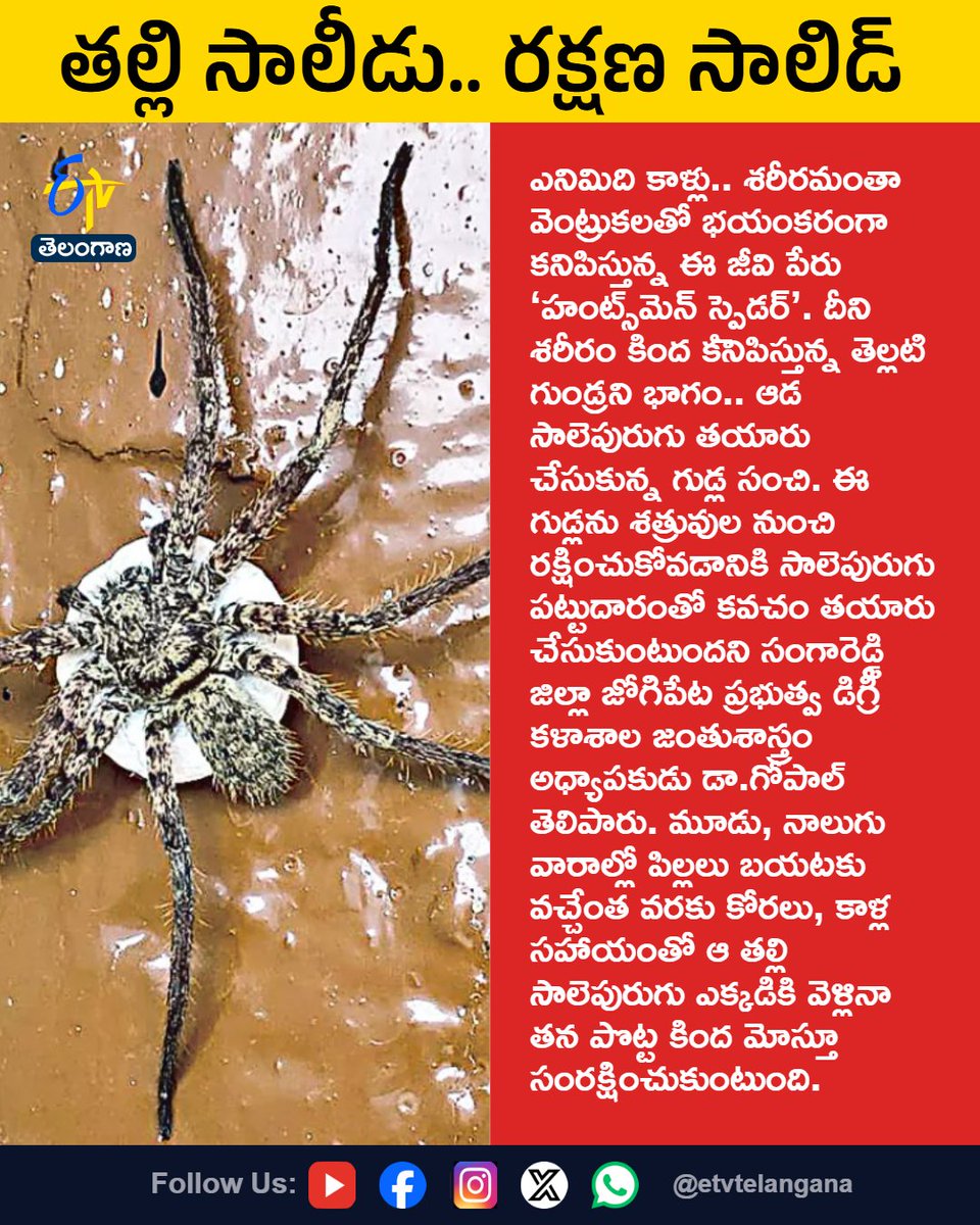 etvtelangana's tweet photo. తల్లి సాలీడు.. రక్షణ సాలిడ్‌
For More LIVE Updates Click This Link
https://t.co/J7l3k76SGA
#Etvtgbreaking
#HuntsmanSpider
#SpiderEggs
#Gopal
#Sangareddy https://t.co/gk7HvjXMhO