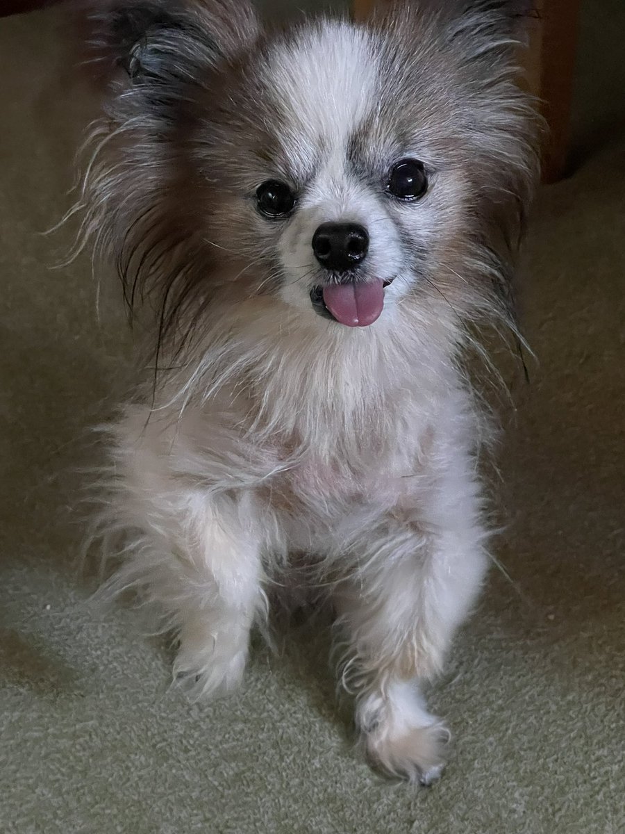 umi_y_22's tweet photo. うちのマヌケ顔いっぬ🐕 ͗ ͗ ͗ https://t.co/e5zahdX7WJ