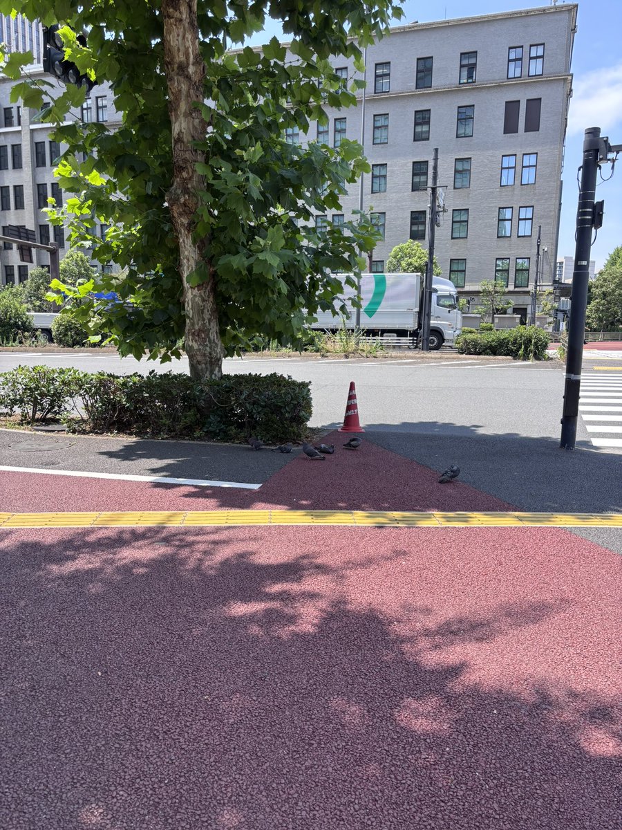 bokkun71's tweet photo. 鳩もたまらない。暑い🥵 https://t.co/EwCECcCLSv