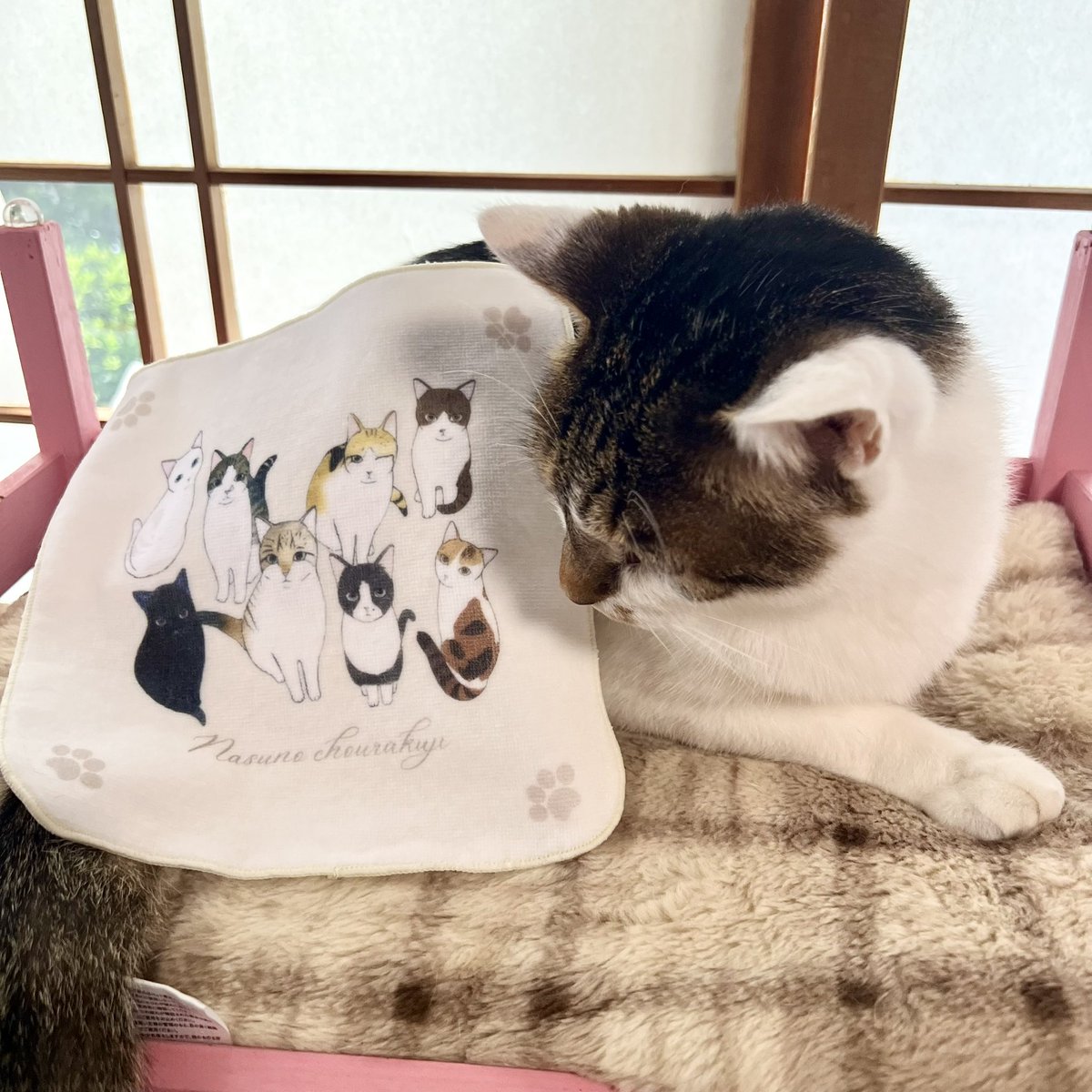nasu_chourakuji's tweet photo. こーちゃんもお気に入りの様子…🐾 https://t.co/9SkhuiJkSg