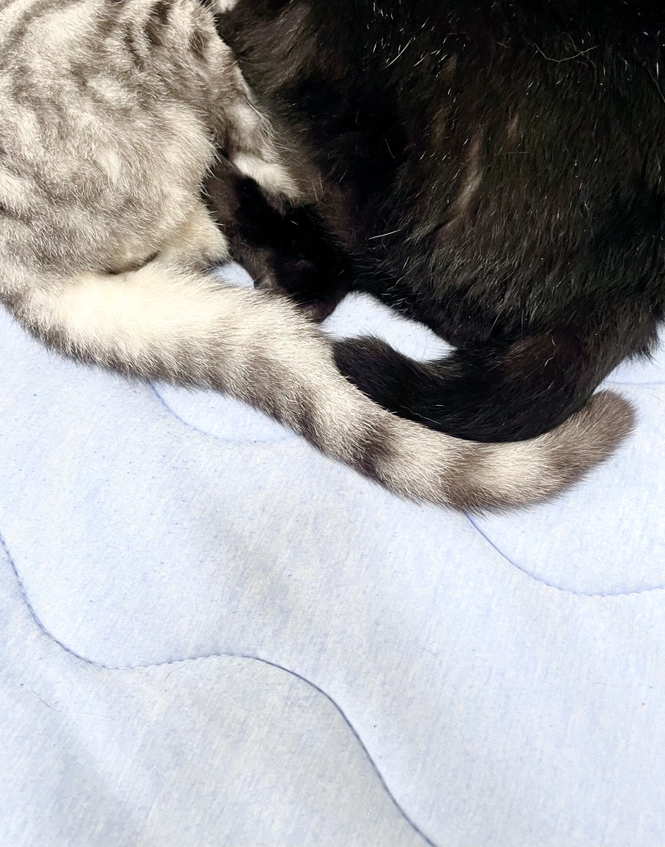 yusuke_s_ohno's tweet photo. 長くて短い
#サバトラ #黒猫 https://t.co/j7ftnXLdTG