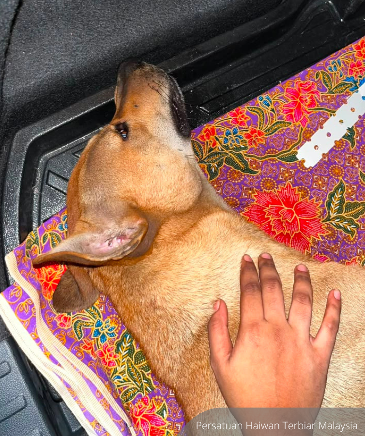 NewsBFM's tweet photo. 🚨TW: Animal Cruelty

Persatuan Haiwan Terbiar Malaysia has called for a thorough investigation into the death of a pet dog named Rocky in Port Klang yesterday, after a viral video showed the animal being abused by several individuals.

"MBDK mesti menjelaskan peranan dan tindakan pegawainya di lokasi, mengapa jerutan terhadap Rocky tidak dihentikan."

🧵1