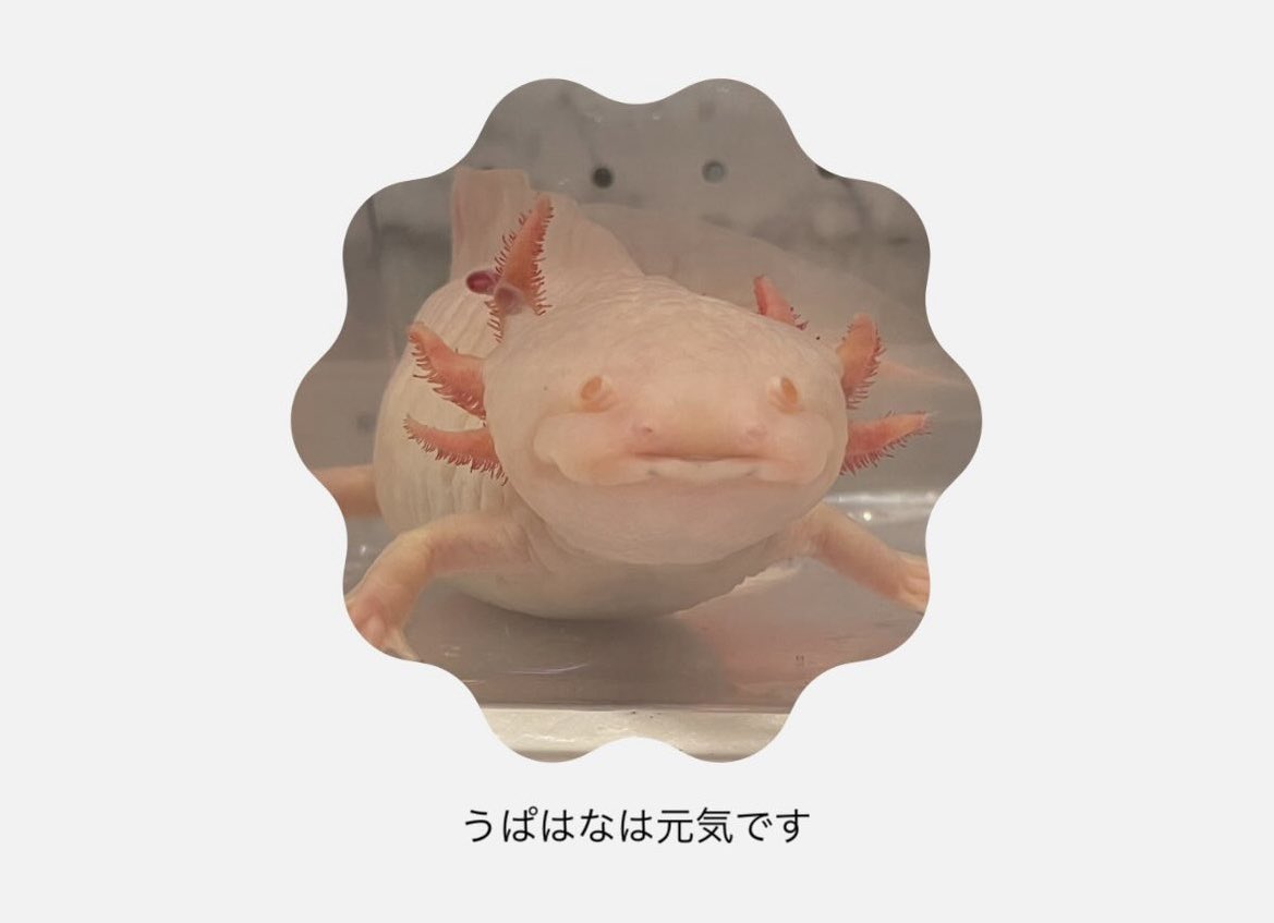 ウーパールーパー