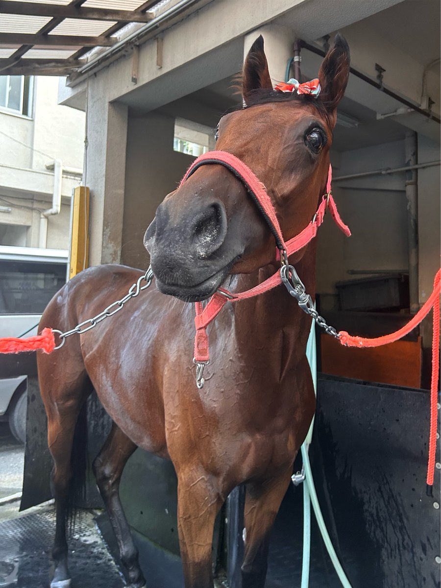 bigroof_racing's tweet photo. ウニちゃんはとっても好奇心旺盛。
モノレールに興味津々の姿がちょっぴり話題になったので、既にウニのファン🥰という方もいらっしゃる...なんて噂も聞いております😳
別の日に撮ったのに、全く同じ姿でモノレールを眺めています😂

#ダンサーズウニ https://t.co/kbAcW7P8pn