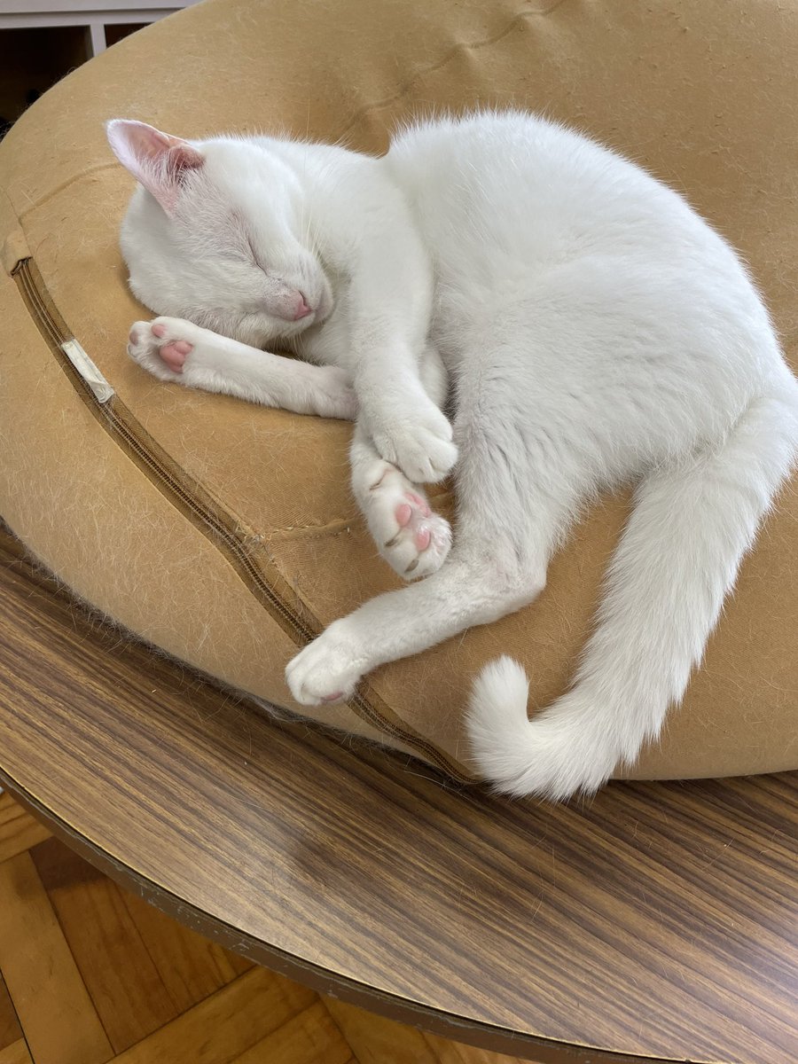 catsandpc's tweet photo. 日中、阪本さんは起きてますがはかせは基本寝てます。共同生活してるのにこんなにも生活リズム違うかね… https://t.co/VGH4GXJf5e