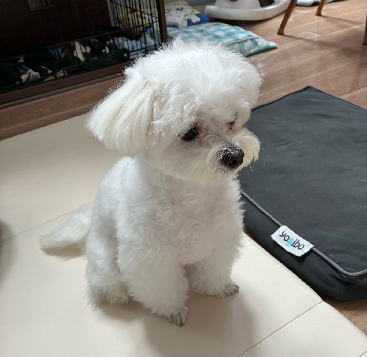 hotahota__te's tweet photo. 修理業者がちゃんとやってるか監視してる犬 https://t.co/V6ndW5Qm2q