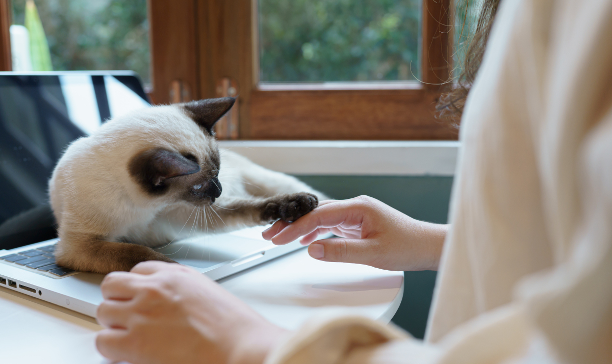 DAEKoh1's tweet photo. When your work tab is open but your eyes are glued to the window watching the cat take a stroll. Guilty of this ， https://t.co/agOD3BahOd