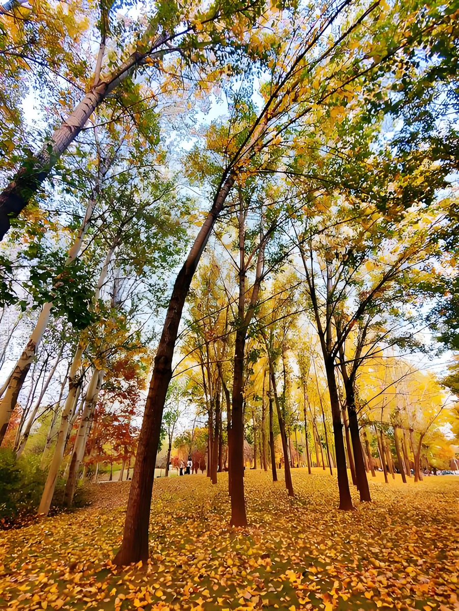 KarlaFerna2552's tweet photo. Chilly autumn breeze hits perfect today! Time to grab a warm latte and take a walk under the golden fallen leaves. ， https://t.co/tA0OFpaZj6