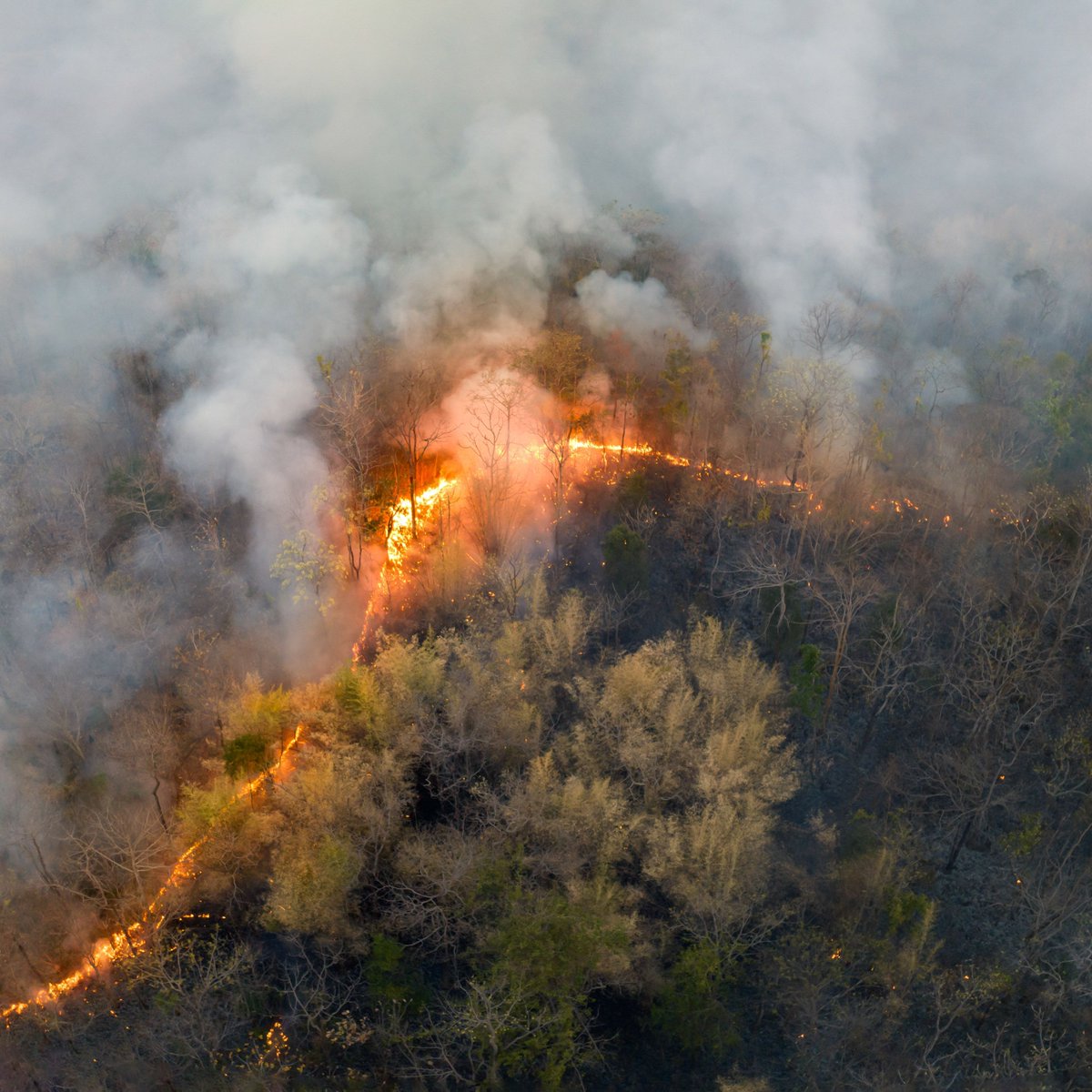 AtlaiWorld's tweet photo. Australia faces rising wildfire incidents, with a 1.03% tree cover loss. Urgent call for environmental awareness and action. #ATLAI #ChartAGreenPath #togetherforhumanity
https://t.co/3C9uoRZXya https://t.co/gvz42D5oYW
