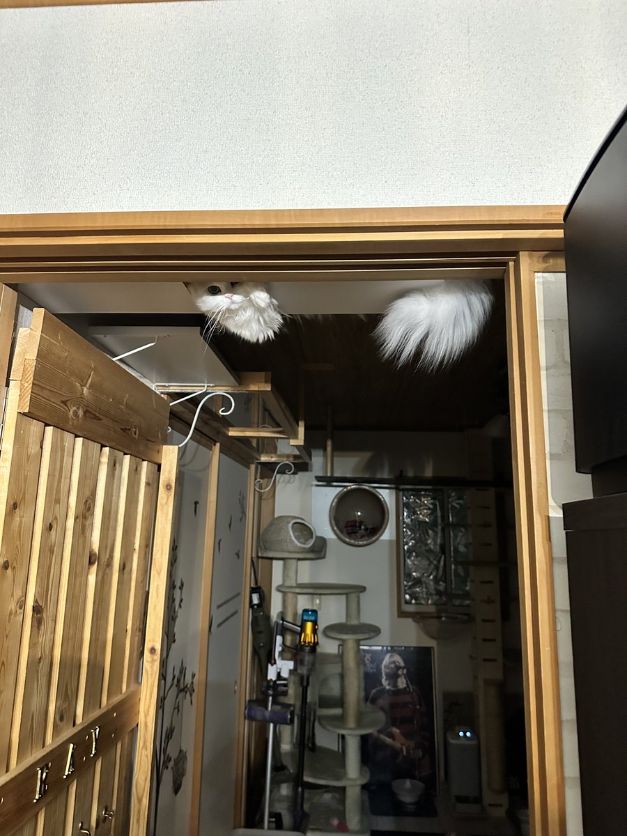 NEKOLAND13's tweet photo. 最近残業続きのせいか猫がよそよそしい https://t.co/sj25XEbQ3v