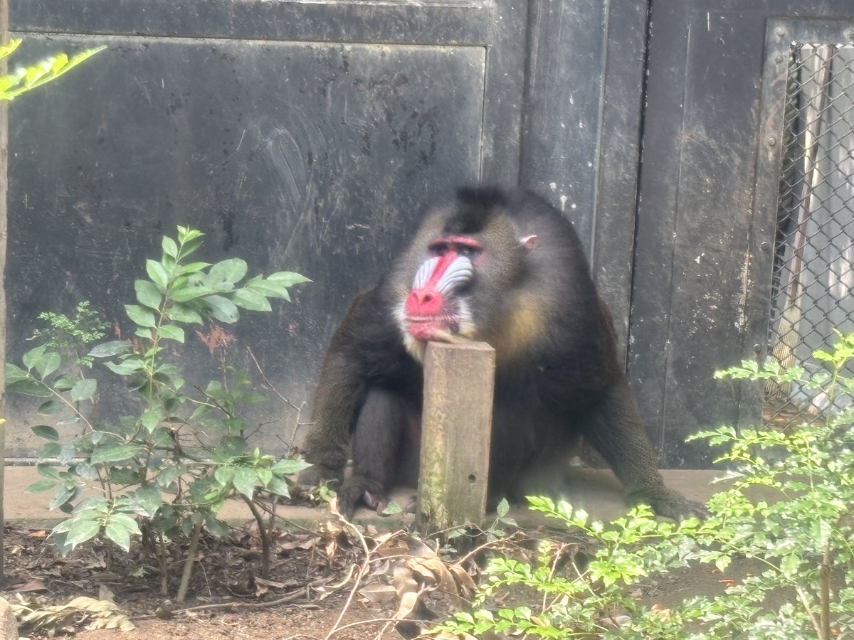 itozu_zoo's tweet photo. 最近、よく見かける#マンドリル “マンタロウ”の顎乗せ姿。
動画:このまま鳴きもします。(蝉の音が大きくて聞き取り難いですが、鳴き声入っています)
…りっぱな頭がやはり重いのかな。
#到津の森公園 #itozuzoo #動物園 #zoo #マンドリル #mandrill https://t.co/PhVcbX4glS