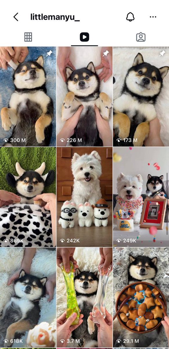 XerileCapital's tweet photo. There's been multiple animal coins on every network and you may see each have it's run then eventually die off.

So why's $MANYU different? Why is there always organic demand even after a year?

Manyu garnishes 100s of millions in views a month. Across ALL socials. Just from Instagram alone:

Low month: 20–40 million views
Typical month: 50–100 million views
Viral month: 100–250+ million views,

Even 1% of 100M views is 1M. And you think the holder count can't reach this level? 

Every other animal coin has its run and dies off because only a single entity promoted it and boosted its hype. With Manyu, it's much different since social growth has never staggered. There's multiple mediums of this shiba being broadcasted to the world that GAINS real views.

My thesis stands since the day we launched. This is a billion dollar project sitting in front of everyone's eyes and only a few have understood it till now.

Time to bring this shiba to the masses. Just wait till you see what a million holders can do to a project. Both price wise and virality wise.

The viral dog of 2026 will be Manyu and together we will do her justice 🩷