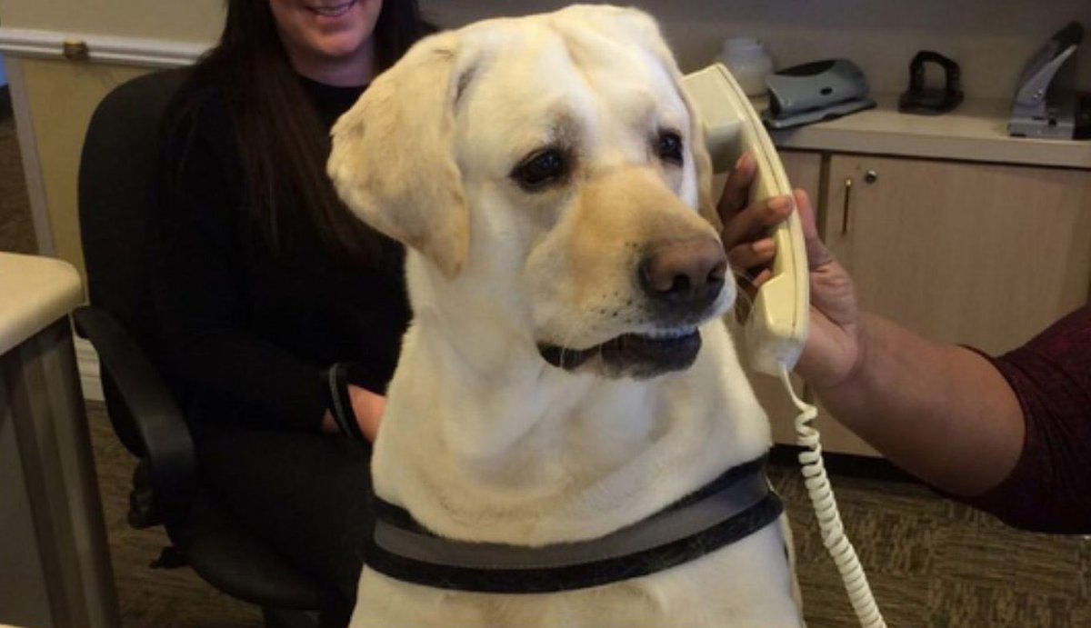 digitalcashmill's tweet photo. Call Cat hit close to $1M MC.

Cats and dogs go hand in hand, so I found its perfect counterpart: Call Dog, the viral “Dog on the Phone” meme featured on Know Your Meme.

Let’s send it alongside Call Cat.

https://t.co/IjD5LcdsLa https://t.co/Fc3AXwYedk