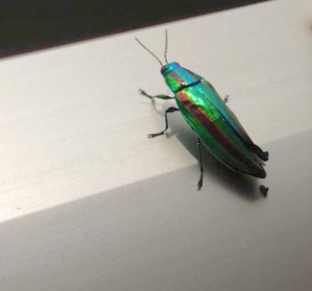 nanadowsing1036's tweet photo. ベランダにいた虫👀
綺麗な色をしていた✨
虫は苦手なんだけどね😅 https://t.co/GXUqyOEybQ