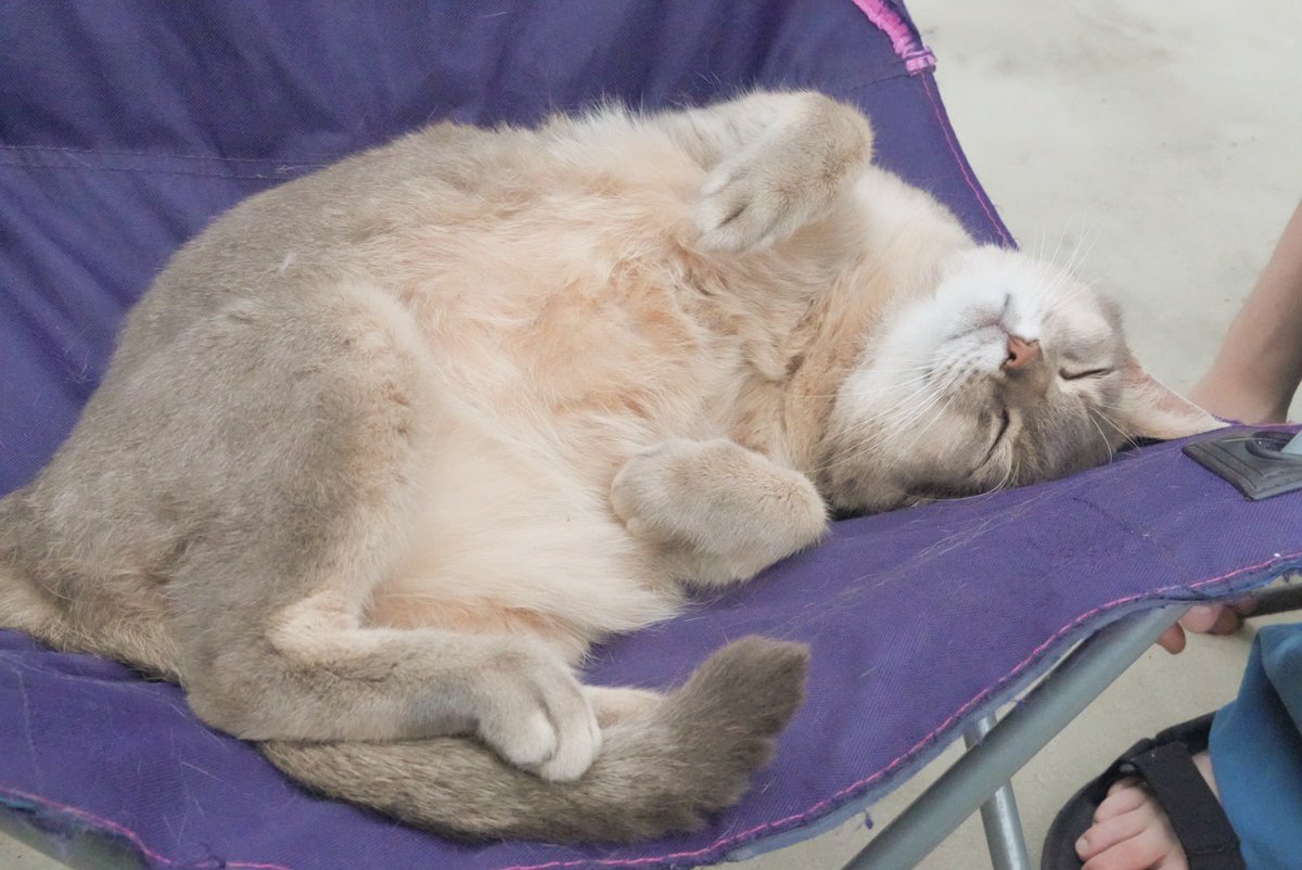 k_vbha's tweet photo. 椅子座ったら可愛いなと思って載せたら思いのほか寛いでくれた
 #猫 https://t.co/bgwzkRLW9b
