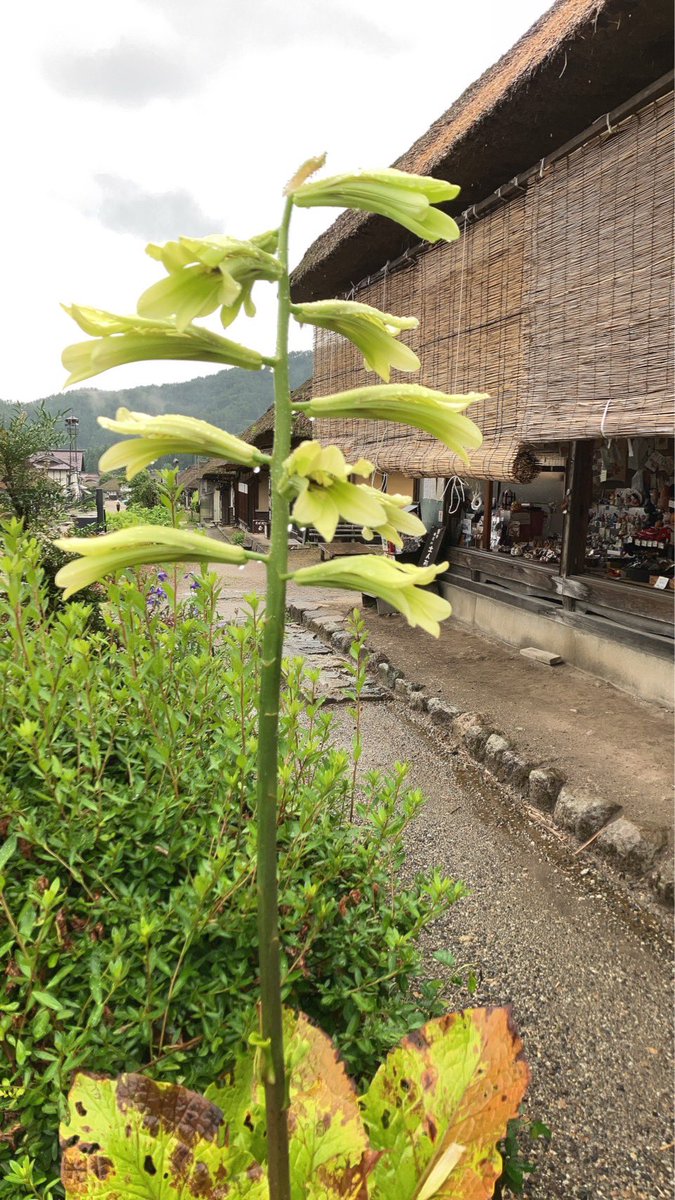 MinoyaHonke's tweet photo. 今年は咲きました♪

#大内宿　#会津　#本家美濃屋 https://t.co/s9x8OpIV8I