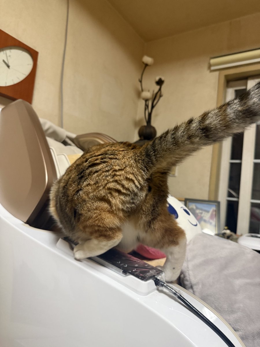 cat_happpy1020's tweet photo. 안마의자 탐험중 https://t.co/qhzjXCOWCN