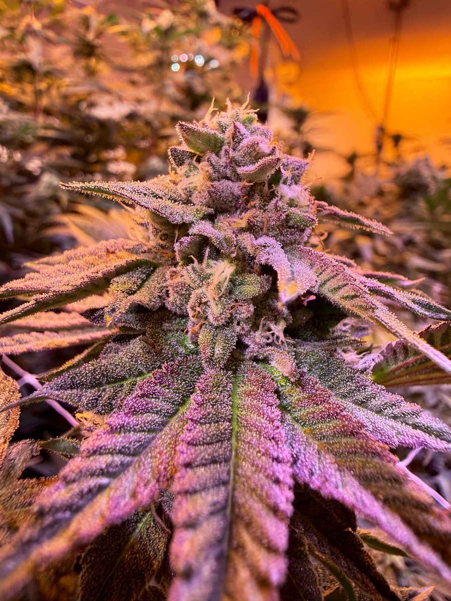 Cannacollectors's tweet photo. Giraffe Puzzy   🚀

Day 36 and showing why she deserves to be in the garden. To have a Z cross perform the way she does is truly a game changer especially after the years of growing original Z 💯 https://t.co/LKGkqRqscZ